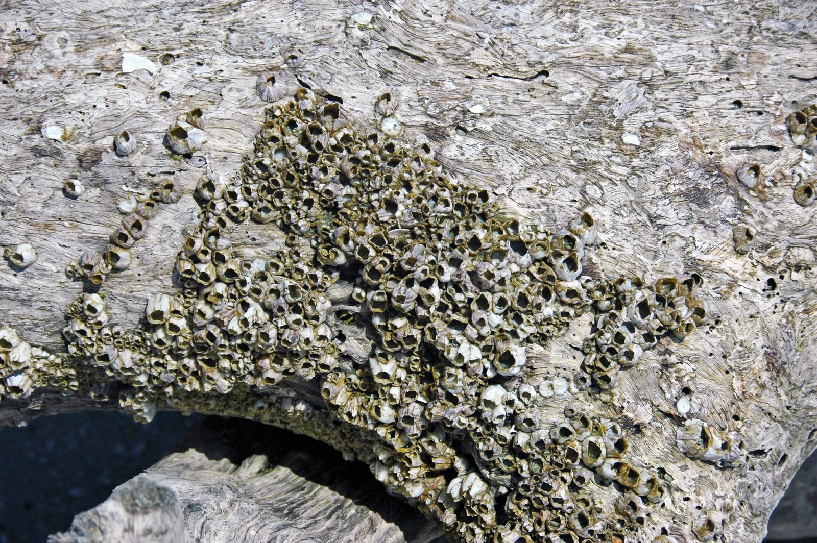 Ancient Florida's Connection to the Caribbean Revealed (image credits: wikimedia)