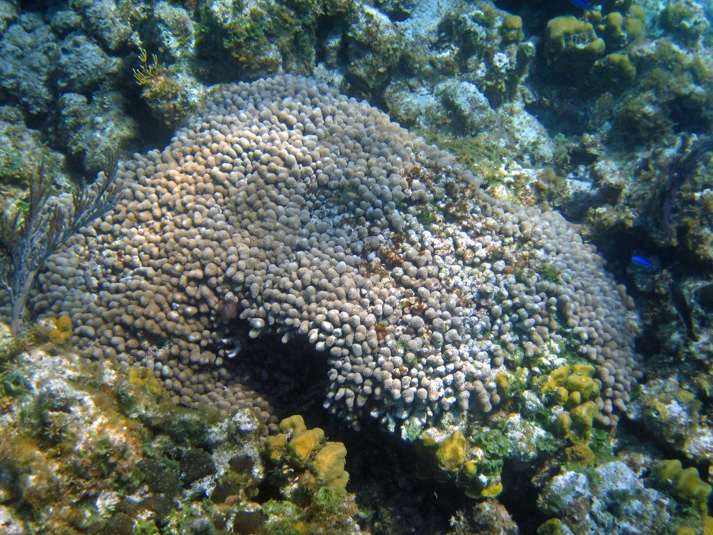 The Shocking Discovery That Changed Everything (image credits: flickr)