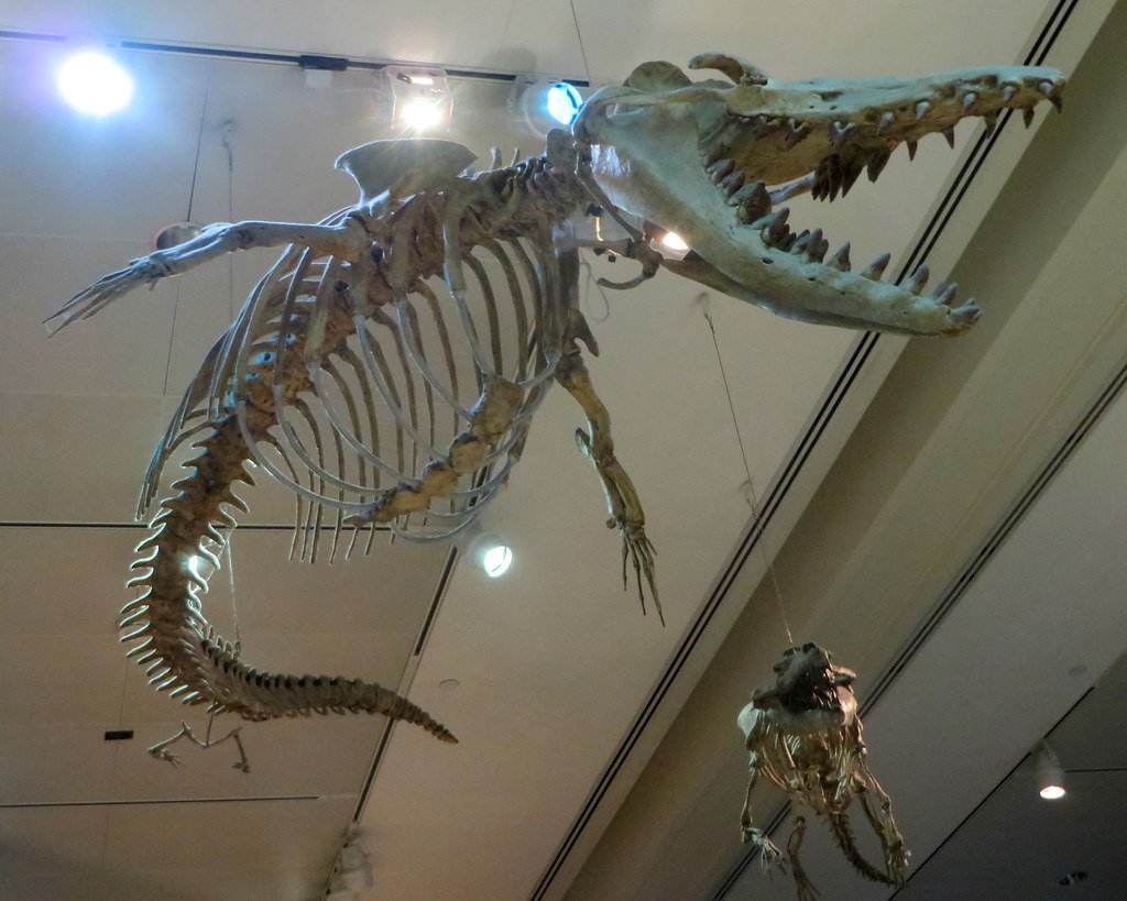 The Marine Reptile Highway (image credits: flickr)