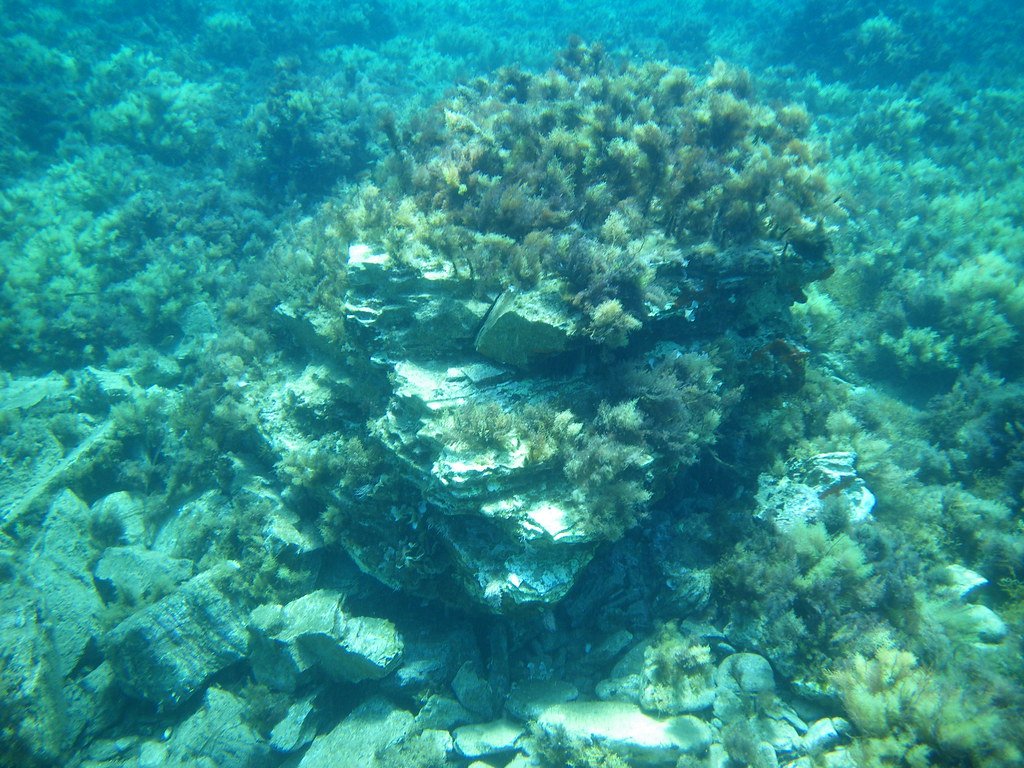 Climate Clues Hidden in Ancient Coral (image credits: flickr)