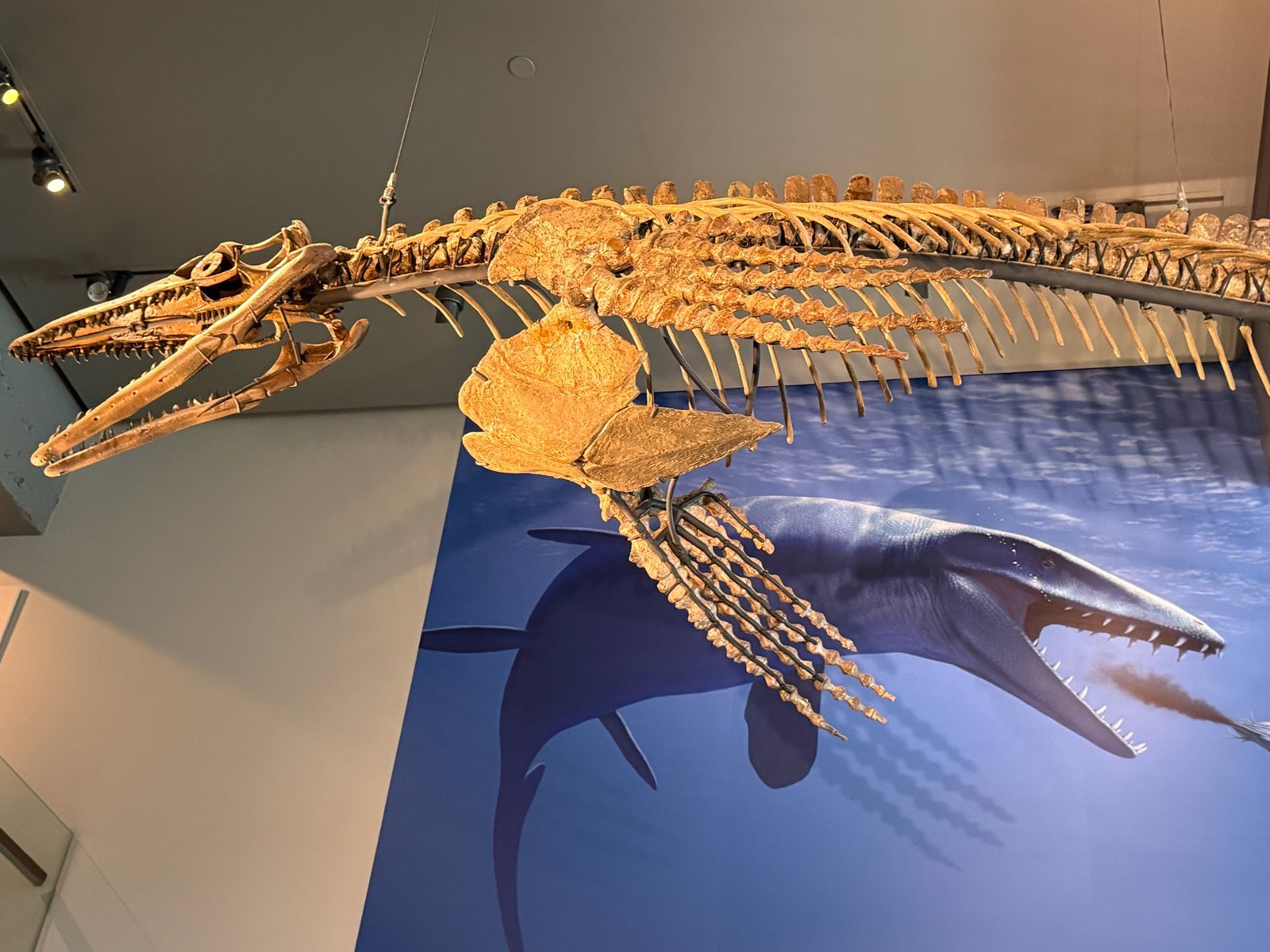 Mosasaur Giants in Urban Depths (image credits: wikimedia)