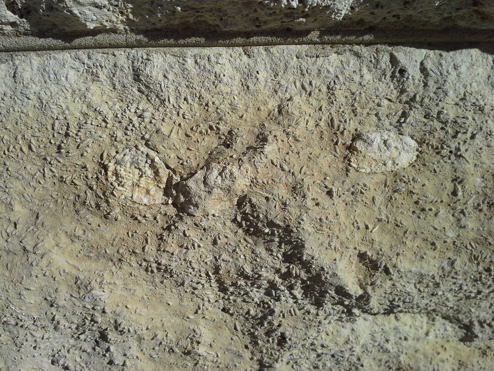 Microscopic Marvels in Street Sediments (image credits: wikimedia)