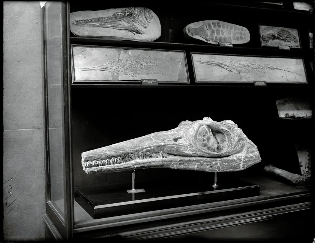 Technology Meets Ancient Life (image credits: wikimedia)