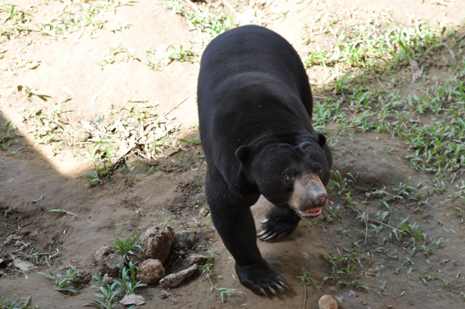 The Art of Tree Dancing (image credits: wikimedia)