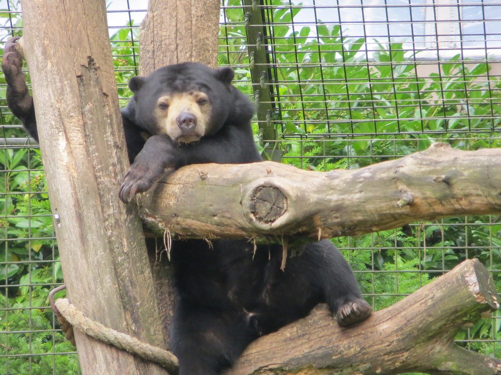 Liquid Gold and Forest Treasures (image credits: flickr)