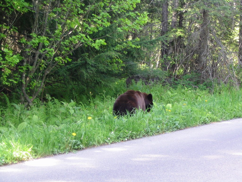 Communication Through Scent and Sound (image credits: flickr)