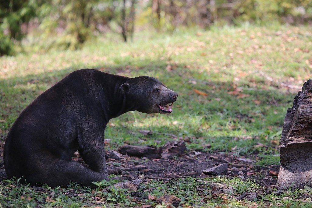 Forest Architects and Seed Dispersers (image credits: flickr)