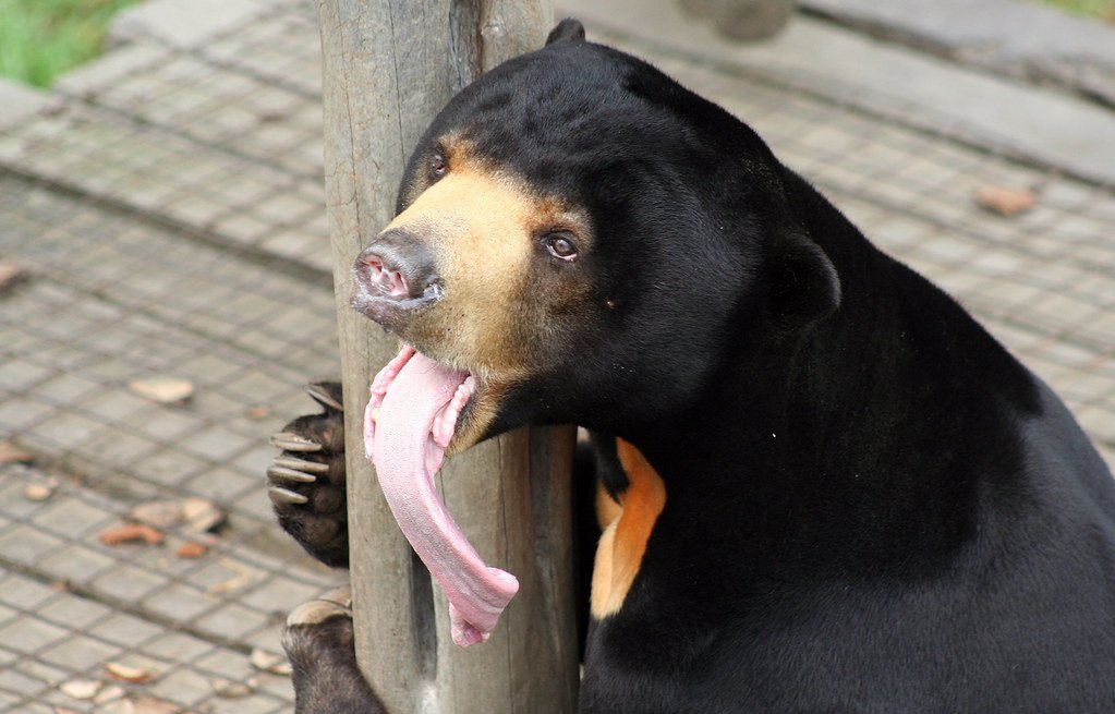 Success Stories and Hope for the Future (image credits: flickr)