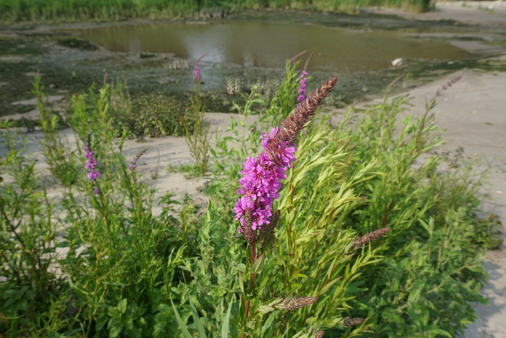 Purple Loosestrife: The Wetland Strangler (image credits: flickr)