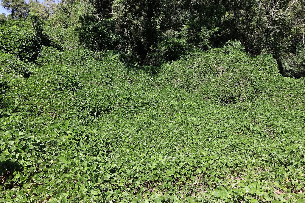 Kudzu: The Vine That Ate the South (image credits: flickr)
