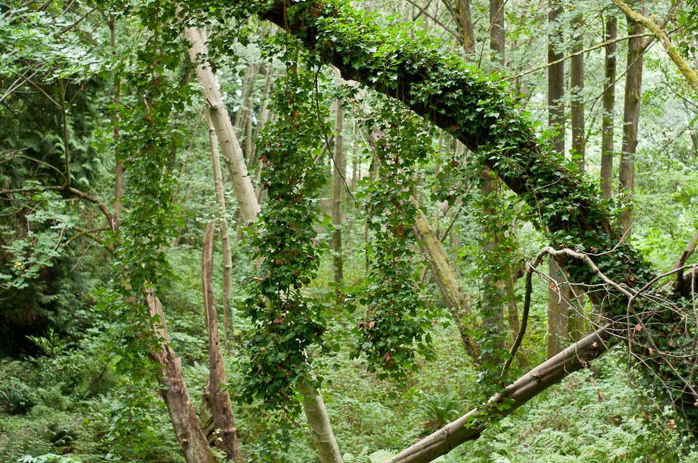 English Ivy: The Silent Forest Killer (image credits: flickr)