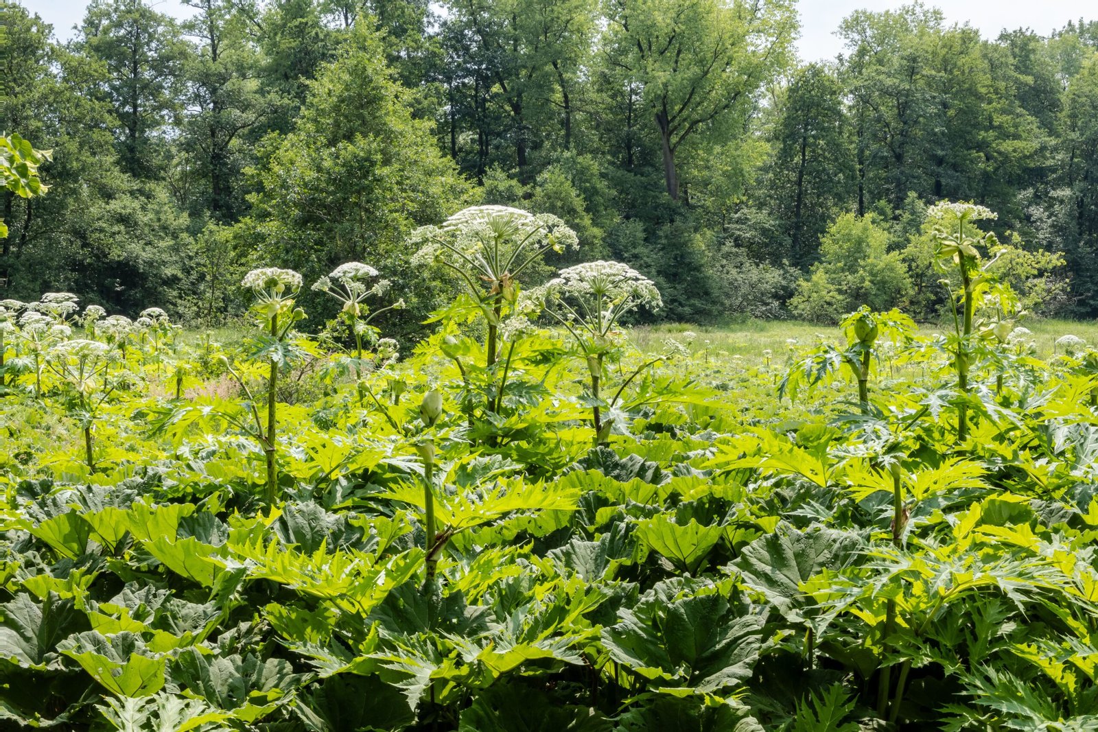 Giant Hogweed: The Plant That Burns (image credits: wikimedia)