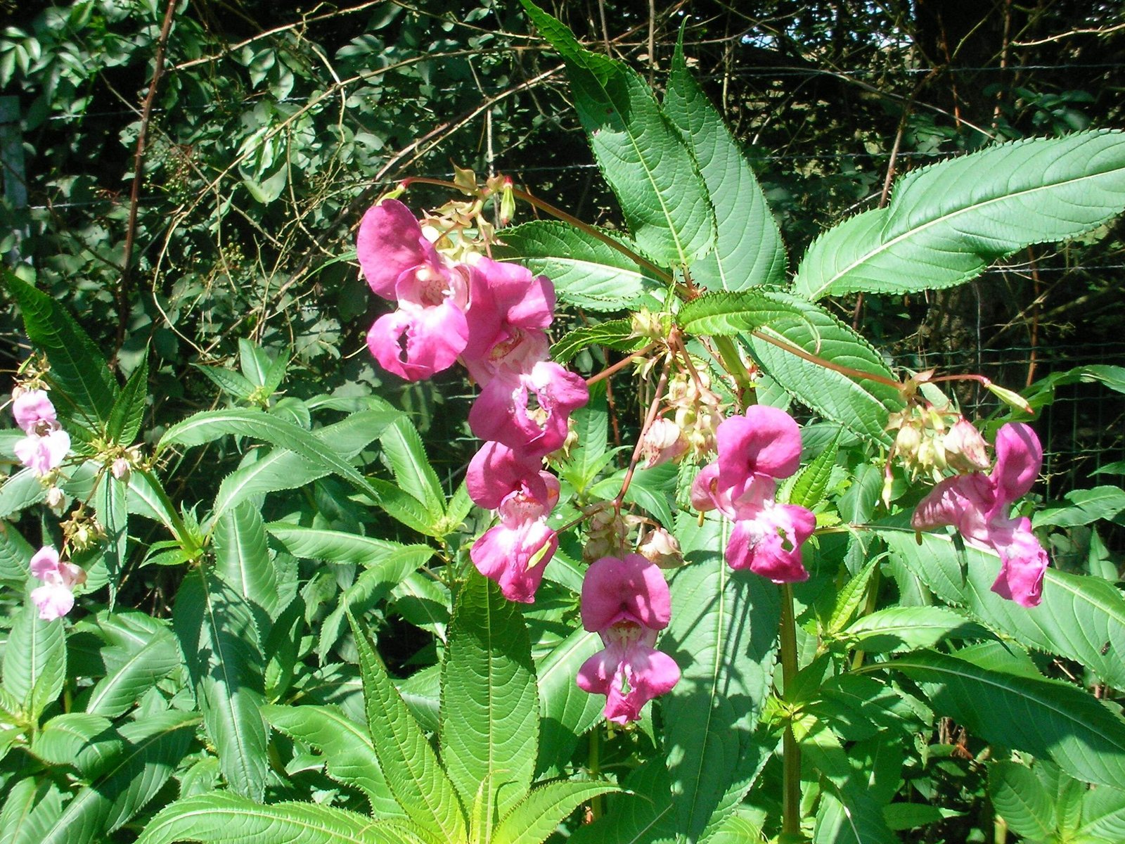 Himalayan Balsam: The Exploding Seed Disperser (image credits: wikimedia)