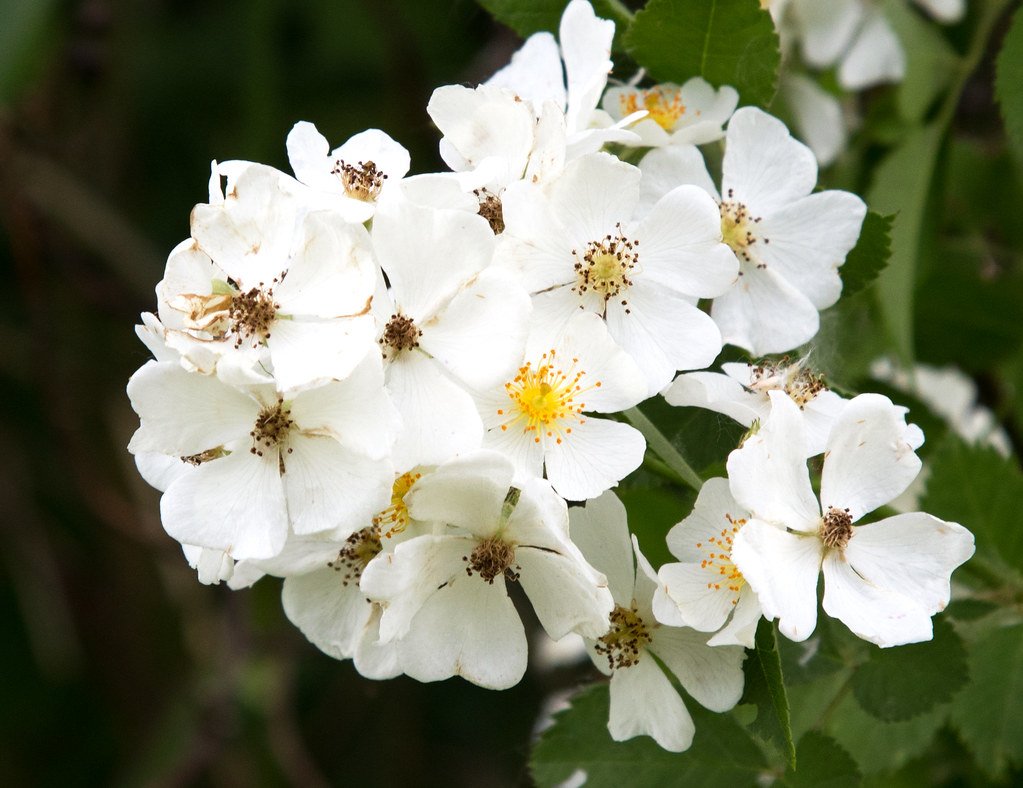 Multiflora Rose: The Thorny Fortress (image credits: flickr)