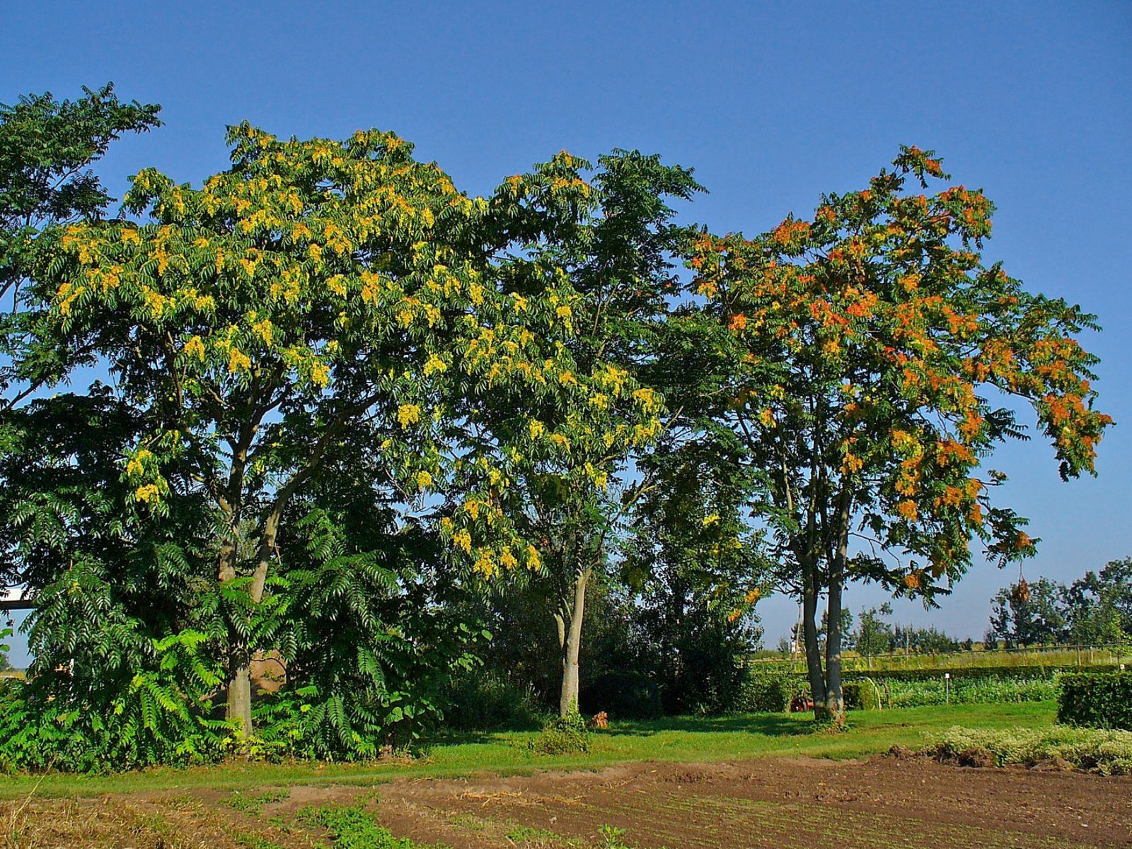 Tree of Heaven: The Persistent Pavement Cracker (image credits: wikimedia)