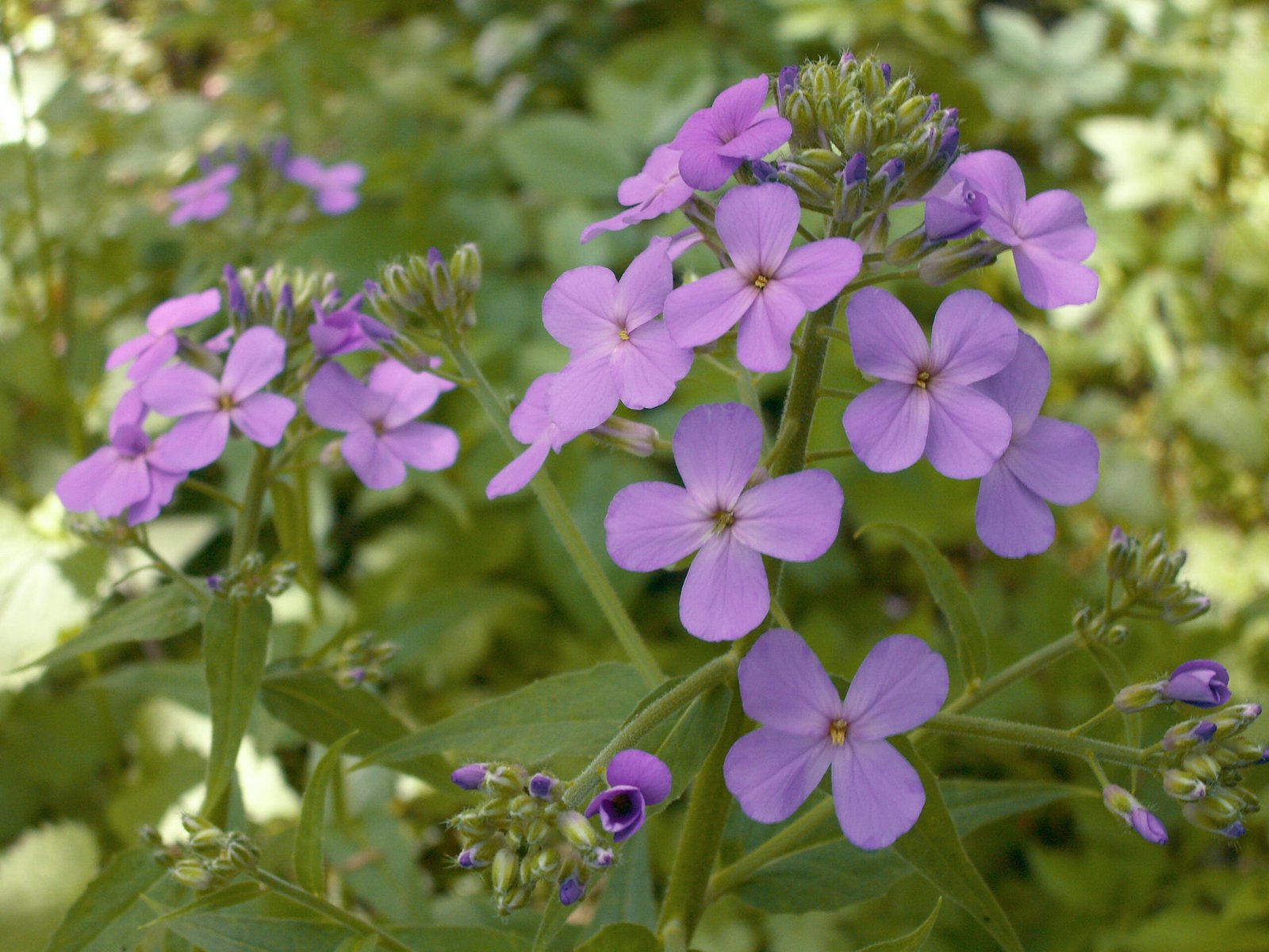 Dame's Rocket: The Wildflower Imposter (image credits: wikimedia)
