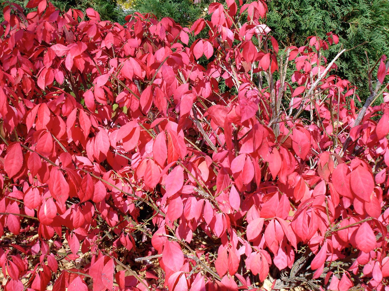 Burning Bush: The Fiery Fall Favorite (image credits: wikimedia)