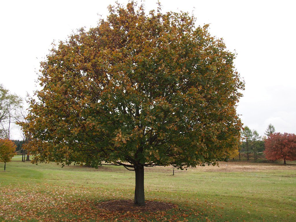 Norway Maple: The Shade-Casting Giant (image credits: flickr)