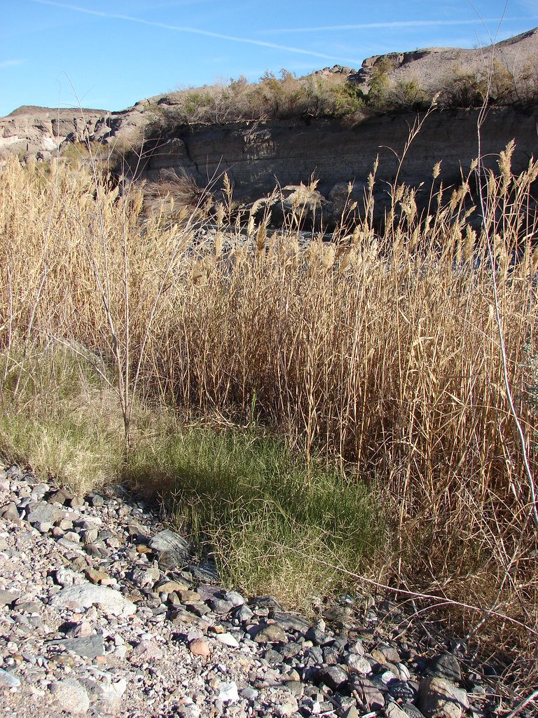Phragmites: The Wetland Transformer (image credits: flickr)