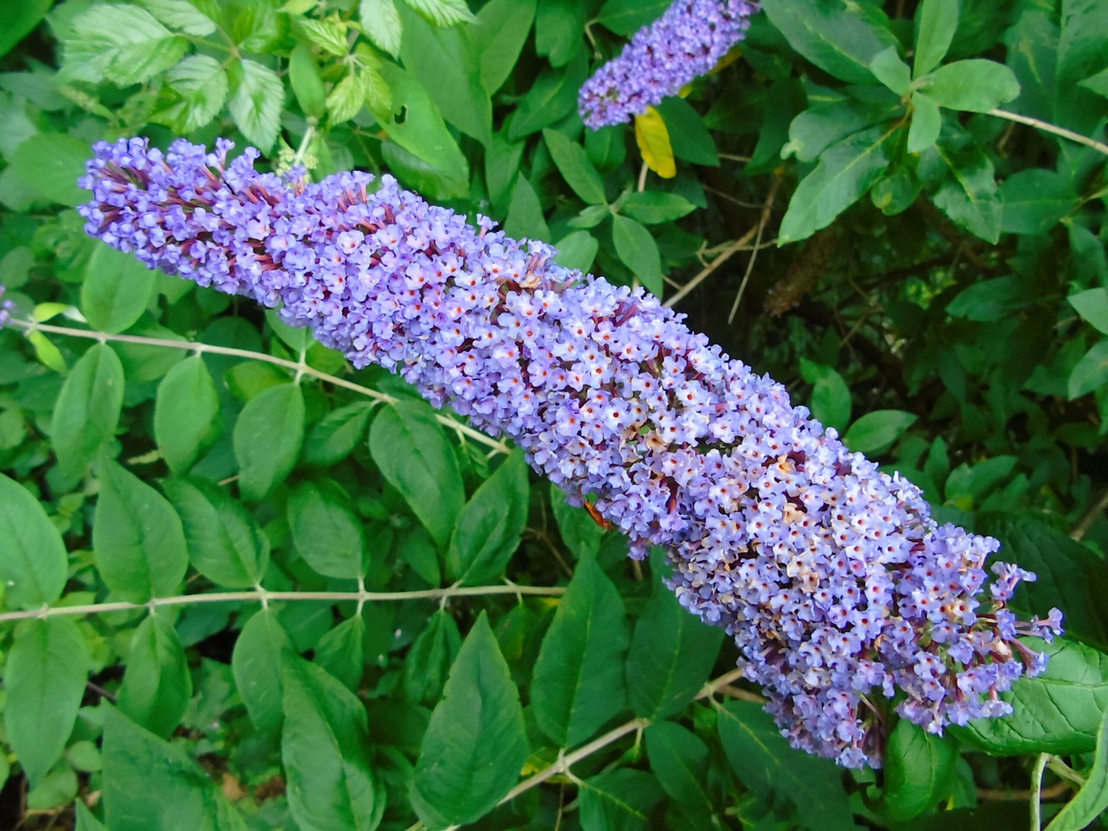 Butterfly Bush: The Pollinator Pretender (image credits: wikimedia)