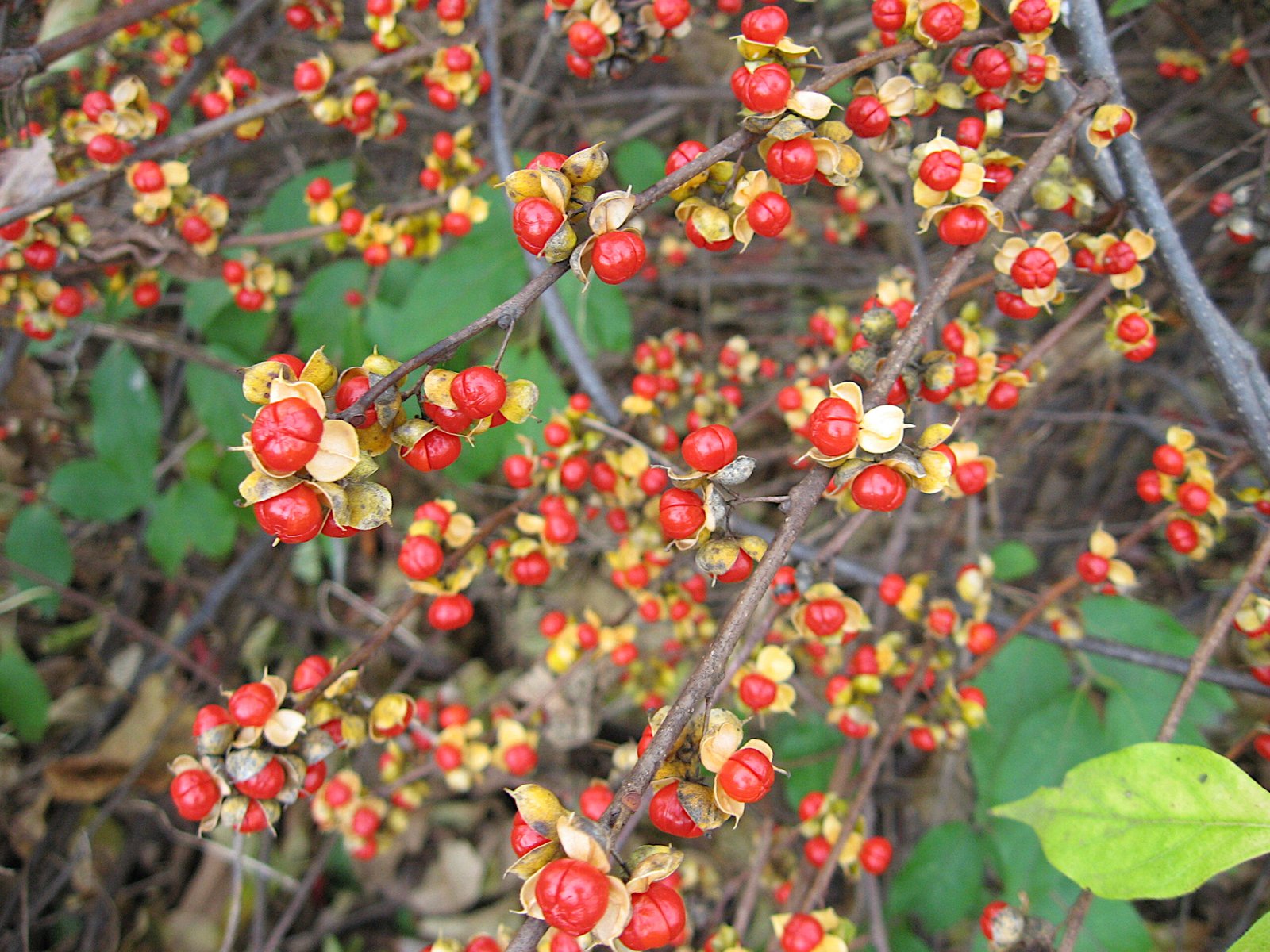 Oriental Bittersweet: The Tree-Crushing Vine (image credits: wikimedia)