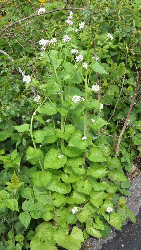 The Garden Plants That Escaped—and Took Over Entire Ecosystems
