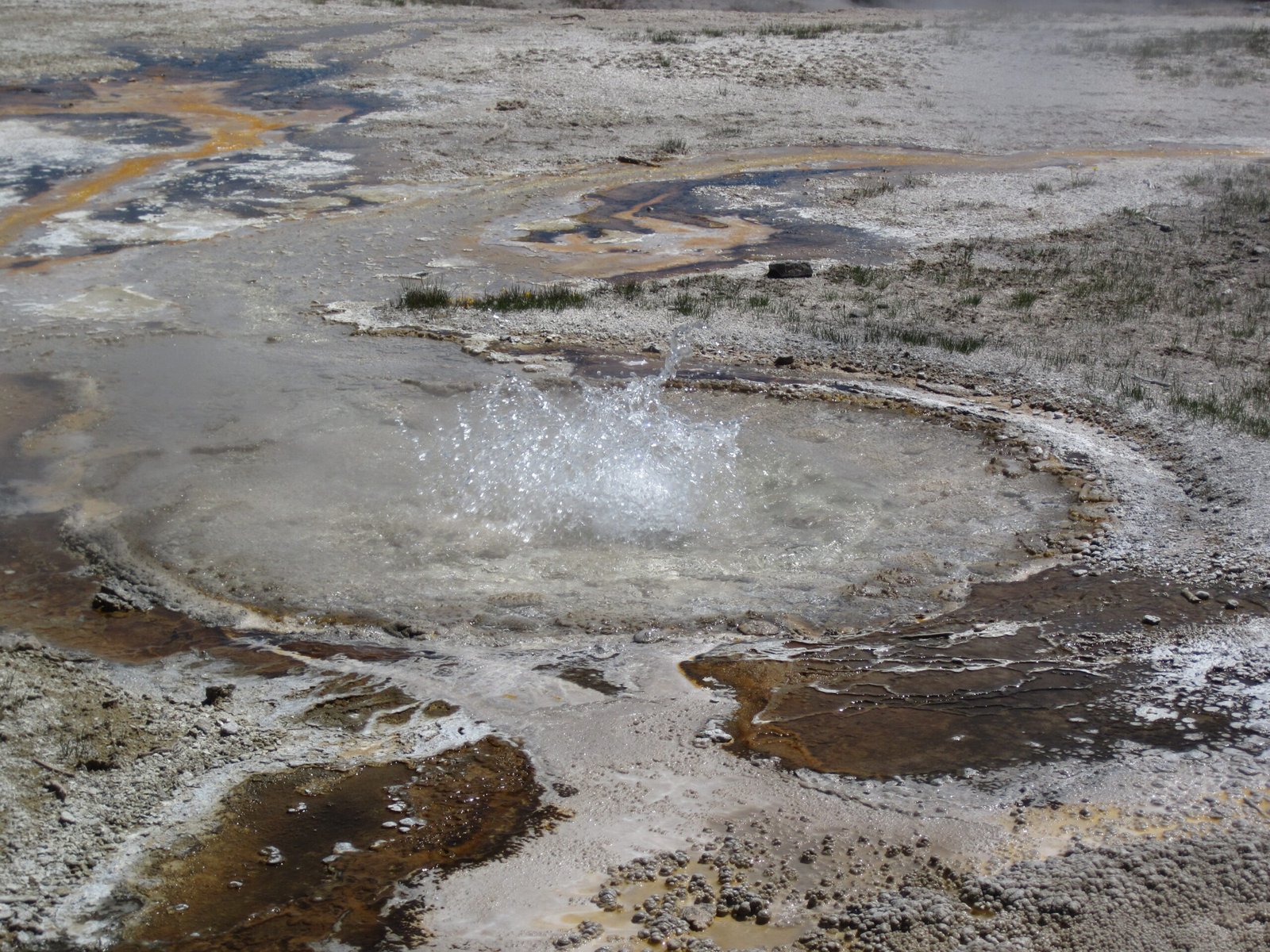 How Earth's Most Extreme Life Forms Guide Our Search (image credits: wikimedia)
