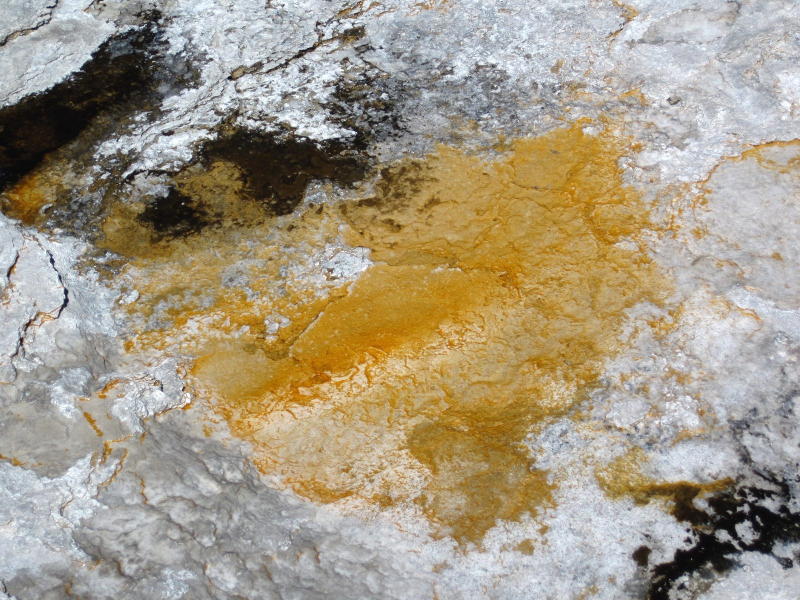 Threats to Yellowstone’s Microbial Diversity (image credits: wikimedia)