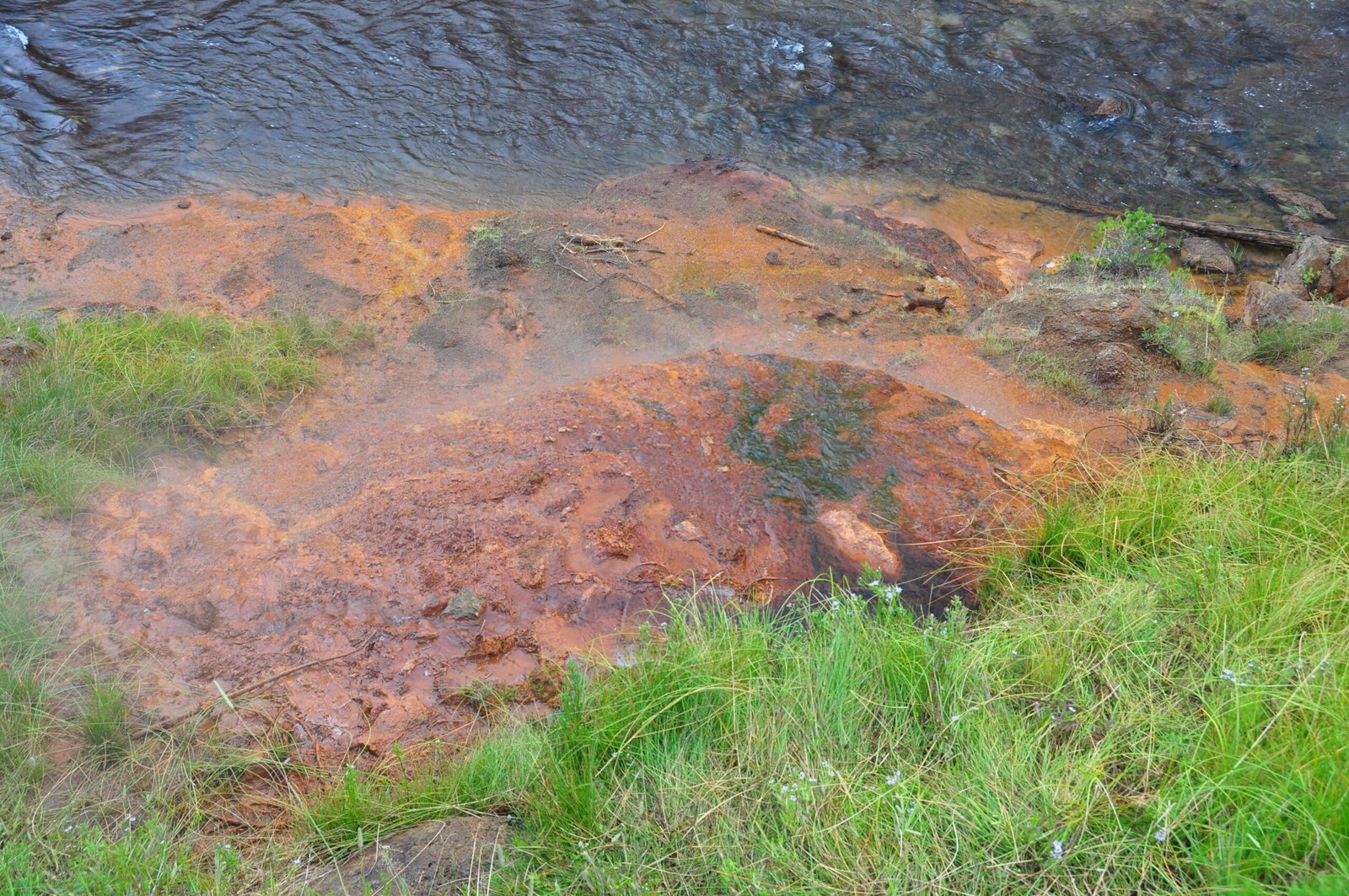 Nature’s Hidden Engineers: A Personal Reflection (image credits: wikimedia)