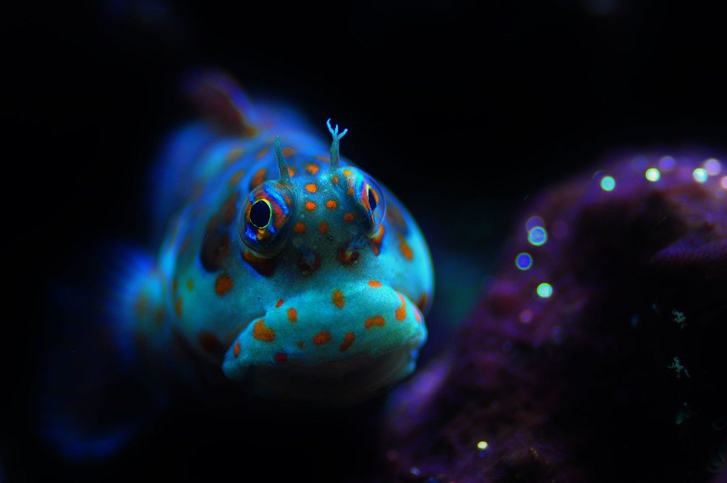 Unique Lifeforms of the Deep (image credits: flickr)