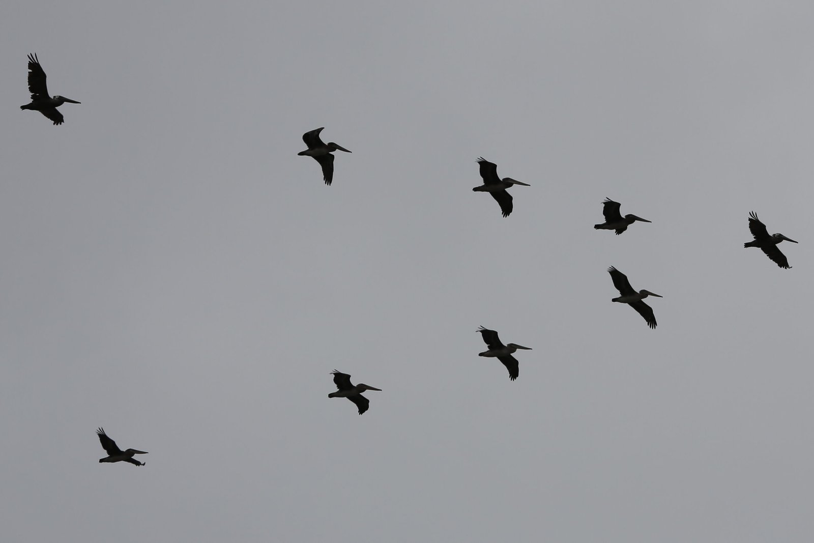 The Mystery of the V Formation (image credits: wikimedia)