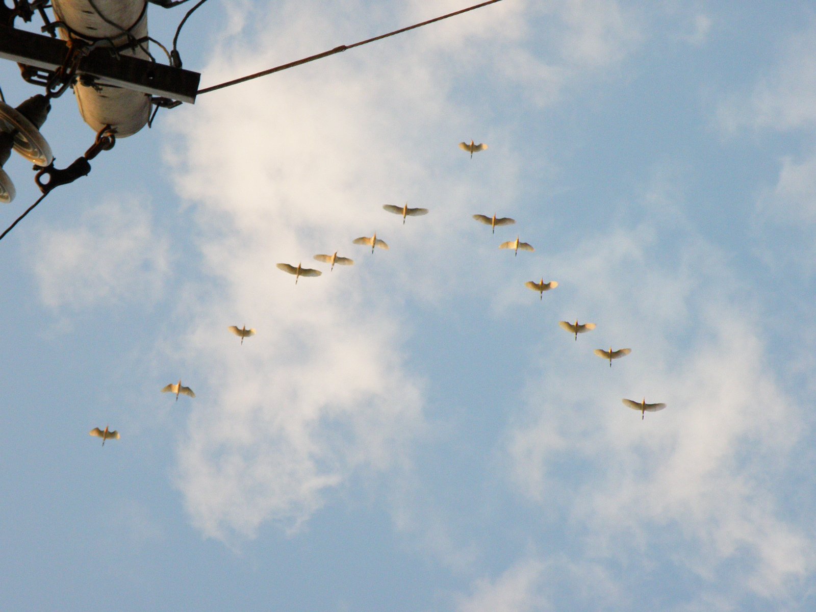 Riding the Upwash: The Hidden Boost (image credits: wikimedia)