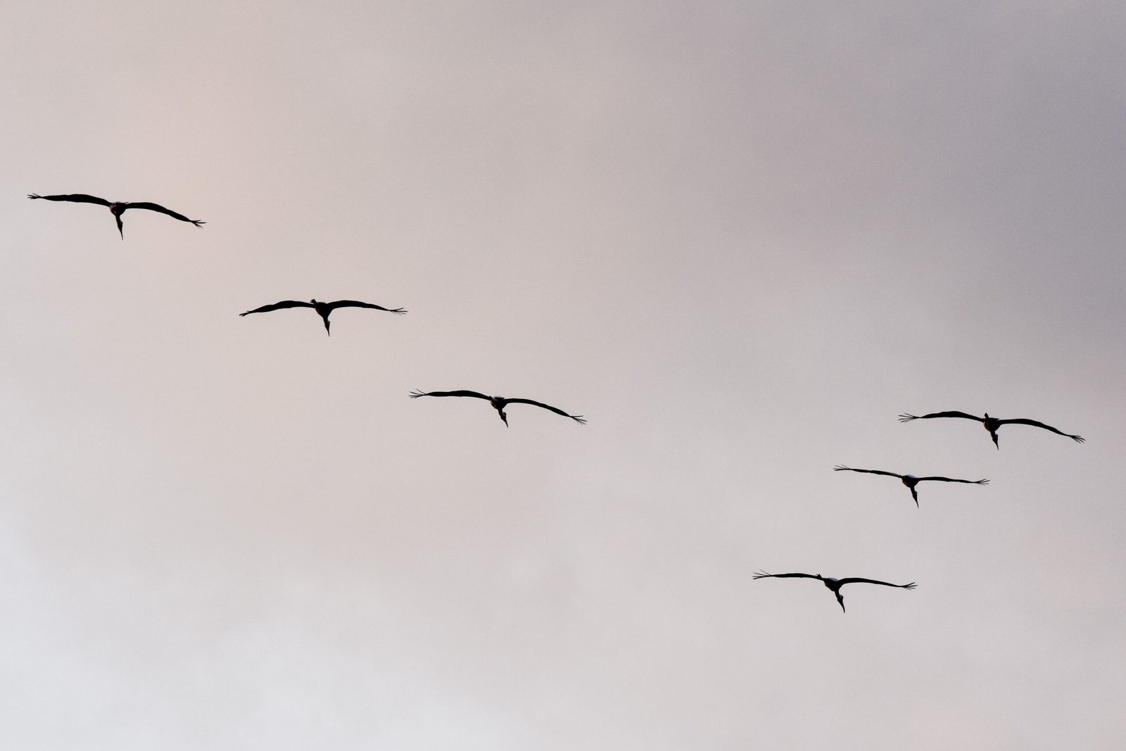 Teamwork: The Secret Ingredient (image credits: wikimedia)