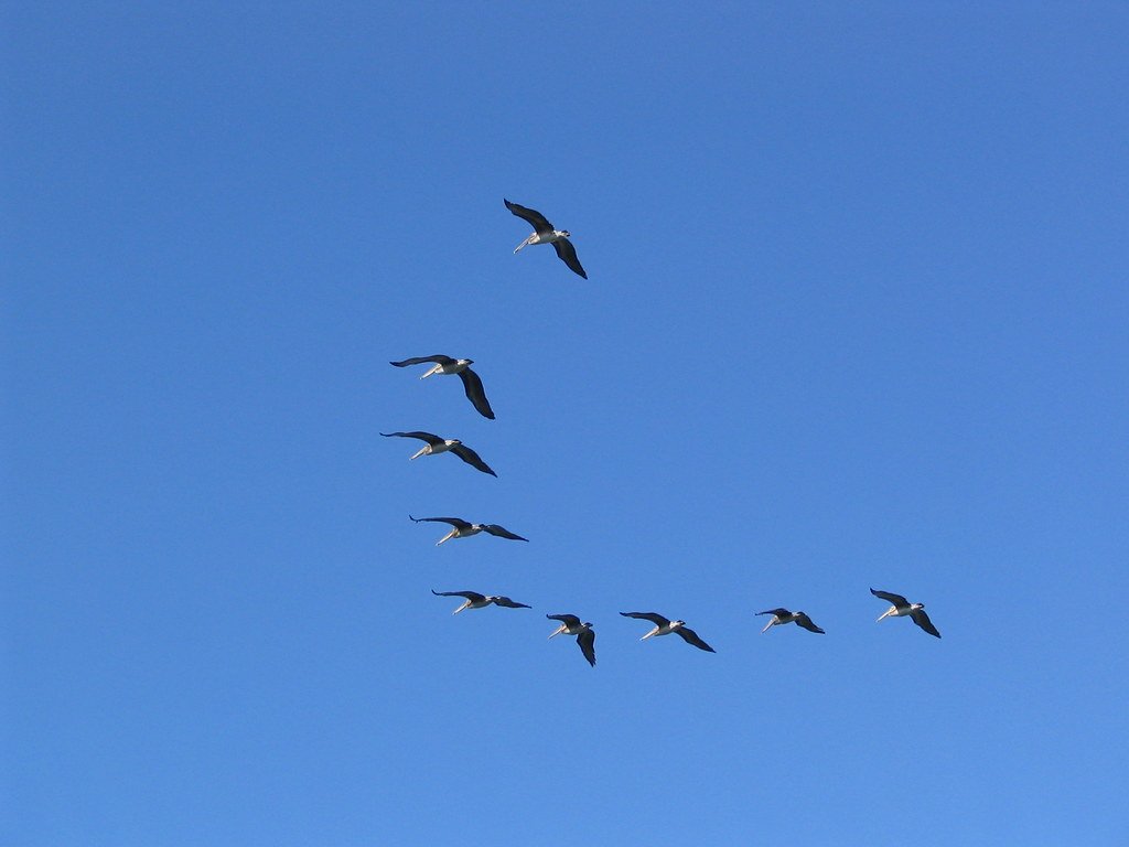 Inspired by Birds: Human Technology (image credits: flickr)