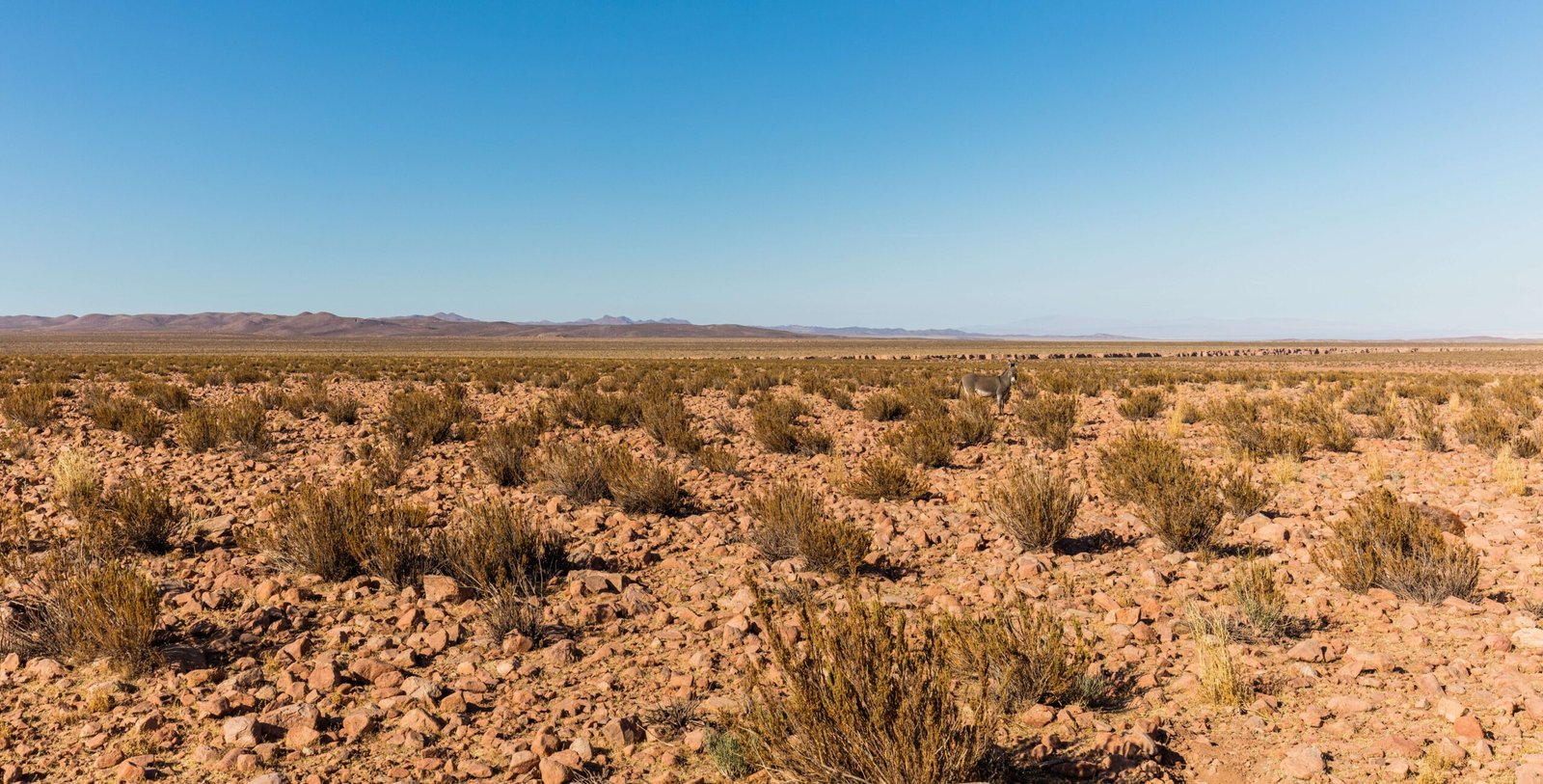 The Atacama Desert's Hidden Secret (image credits: wikimedia)