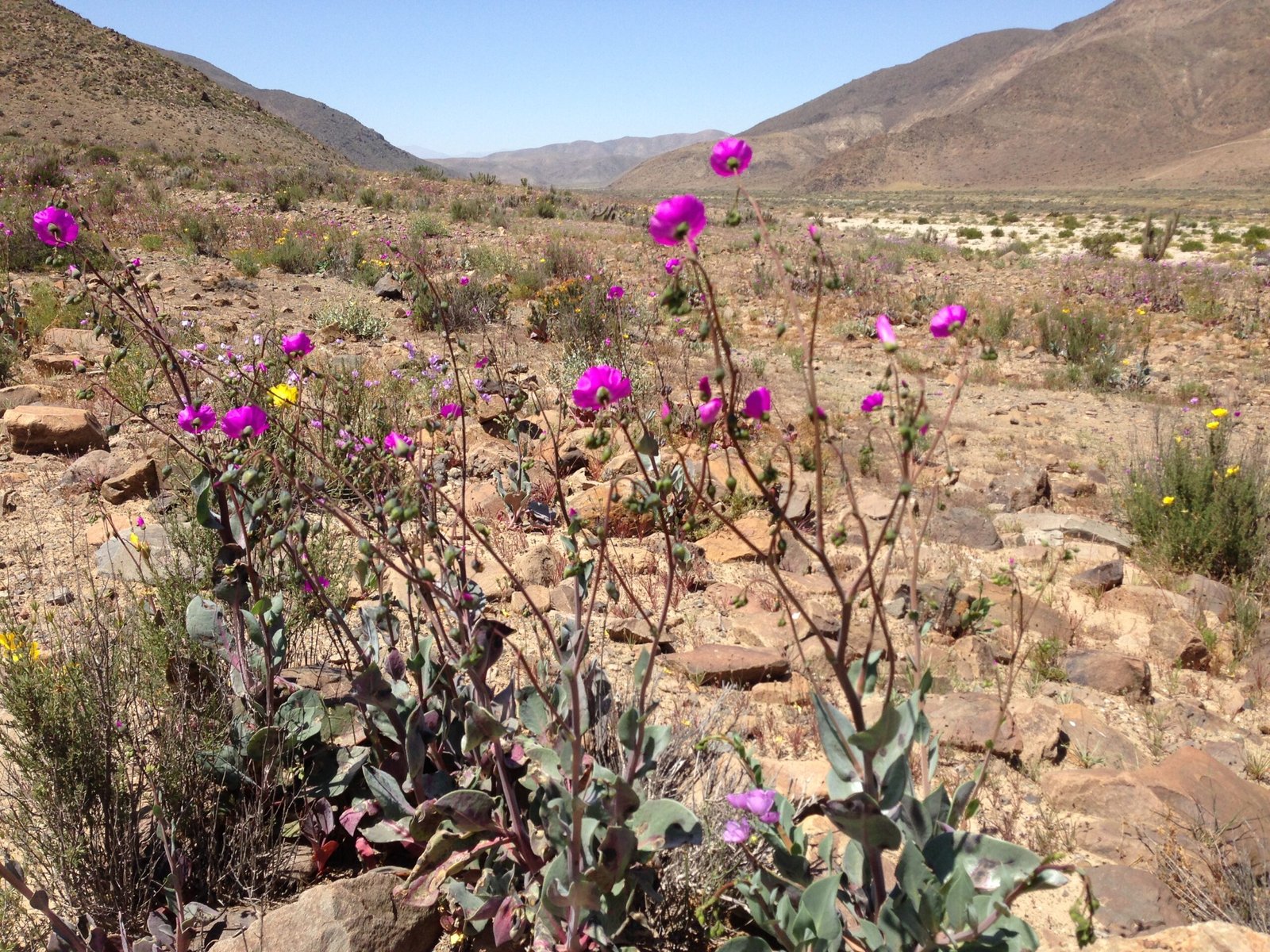 More Than Just Pretty Flowers (image credits: wikimedia)