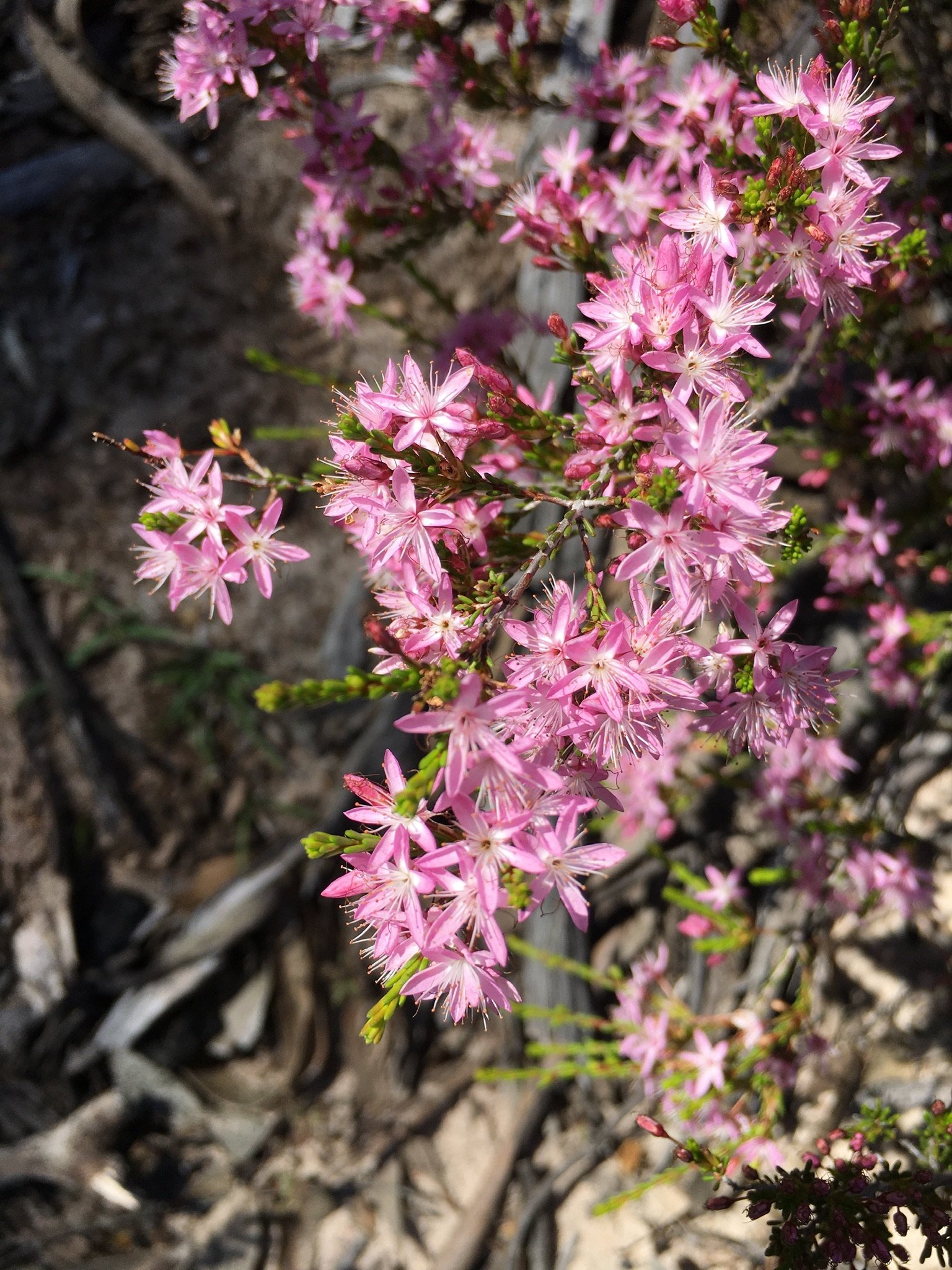 The Economic Impact of Pink (image credits: wikimedia)