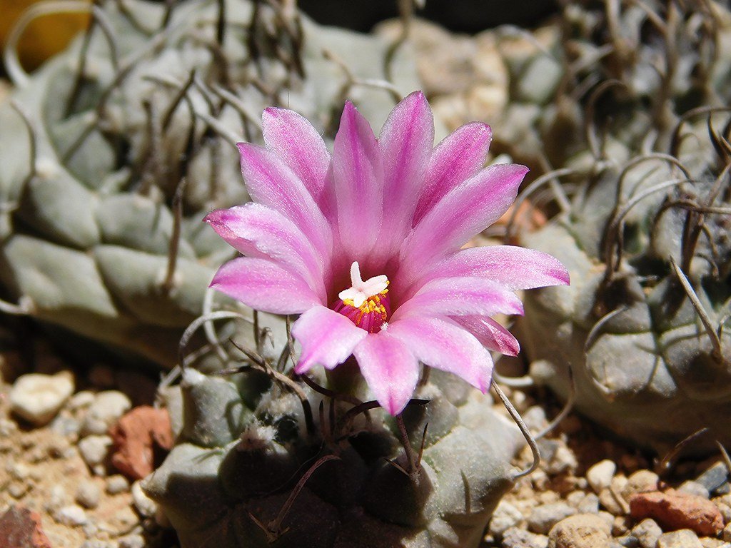 Indigenous Perspectives on the Pink Desert (image credits: flickr)
