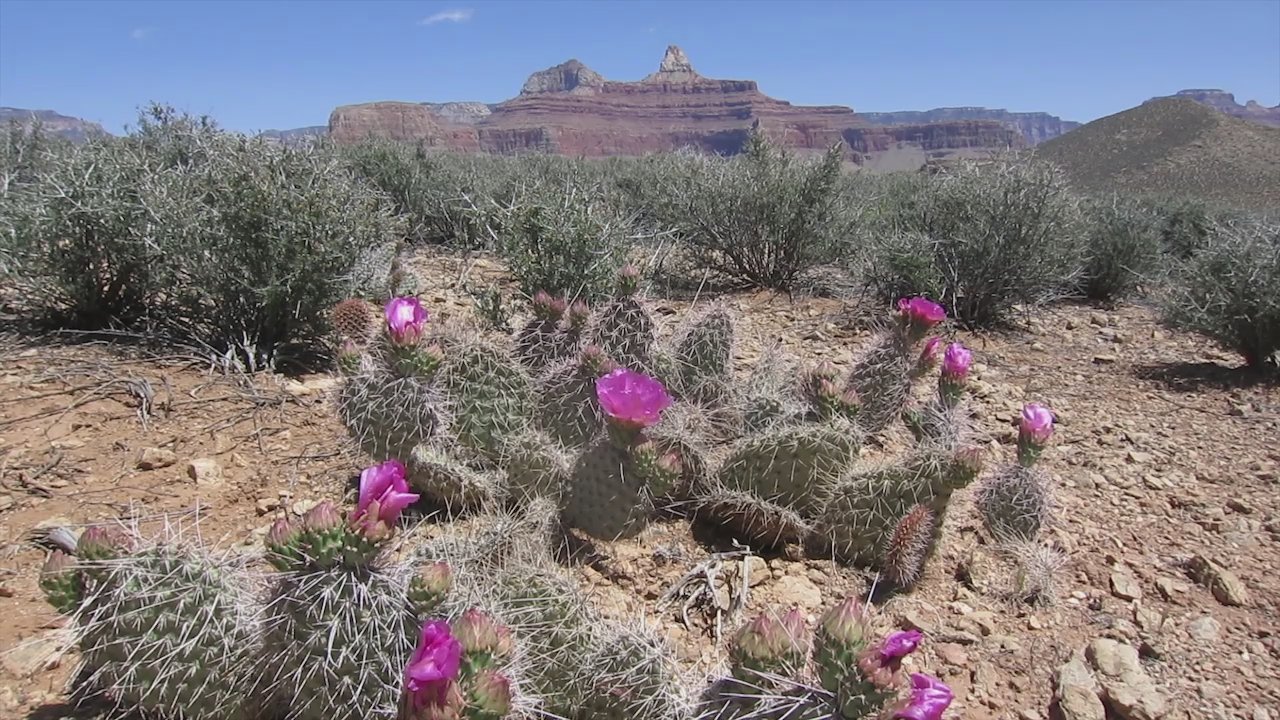 The Role of Pollinators in the Pink Desert (image credits: wikimedia)