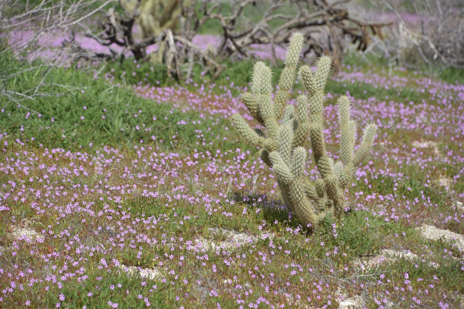 Desert Blooms Around the World (image credits: wikimedia)