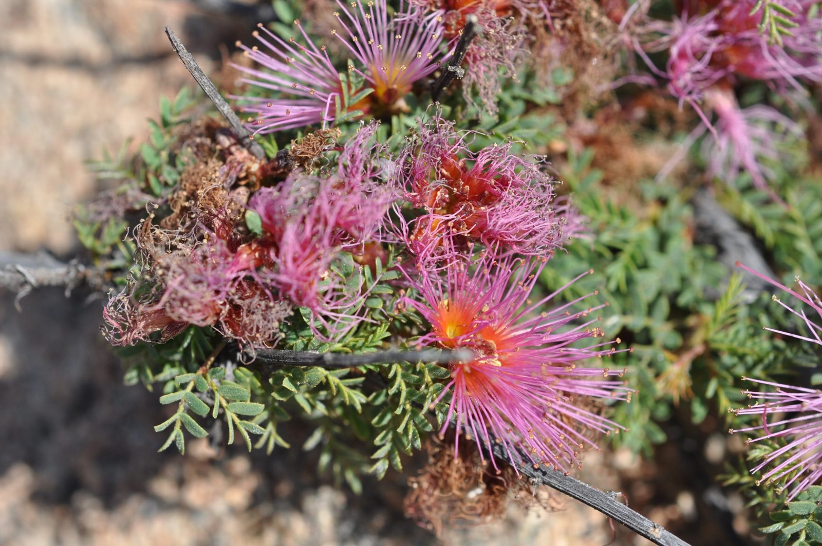 Why the Pink Desert Matters (image credits: wikimedia)