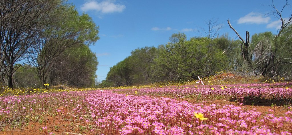 The Desert That Turns Pink Every Few Years