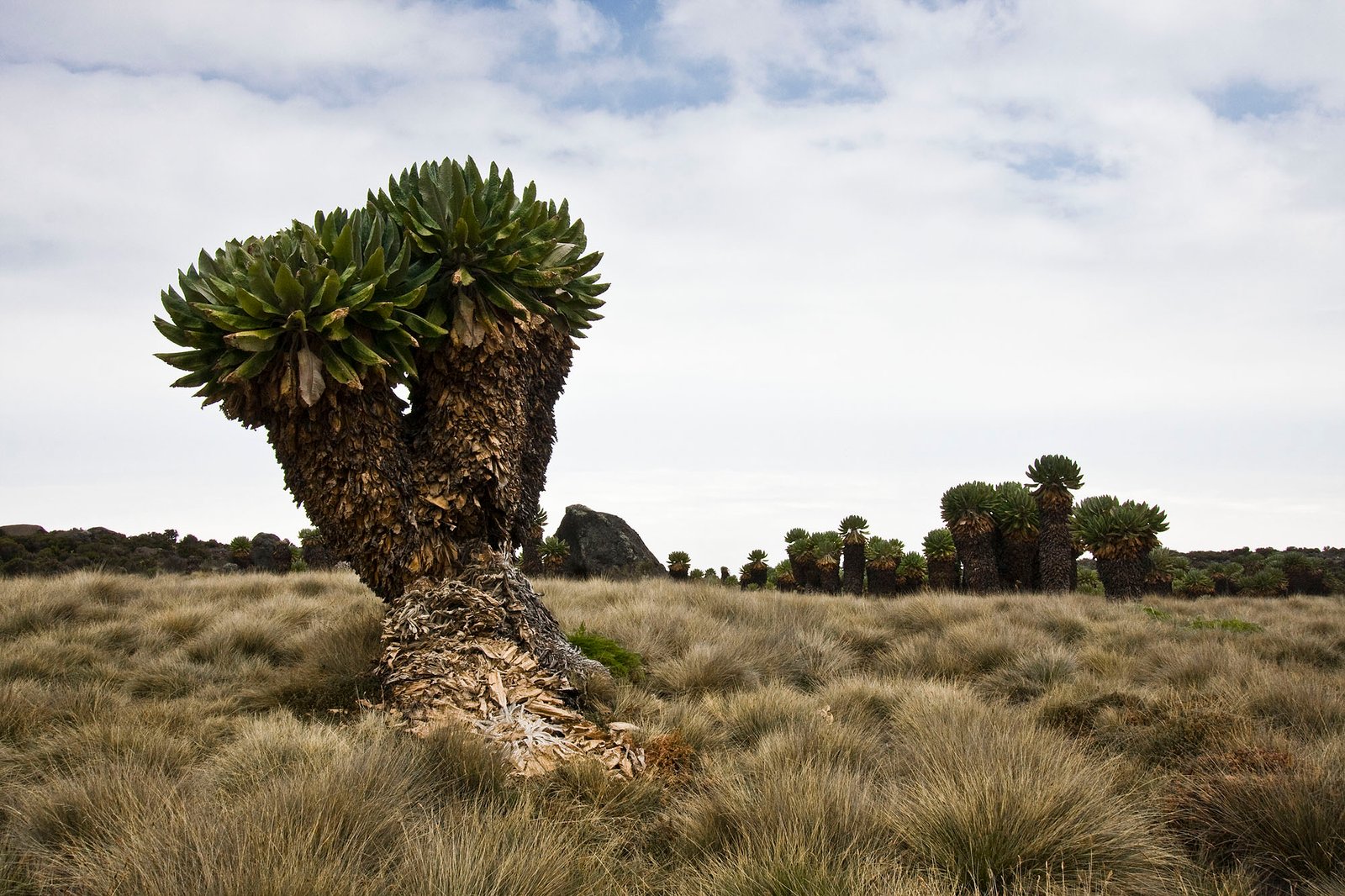 Ancient Origins: A Glimpse Into Deep Time (image credits: wikimedia)