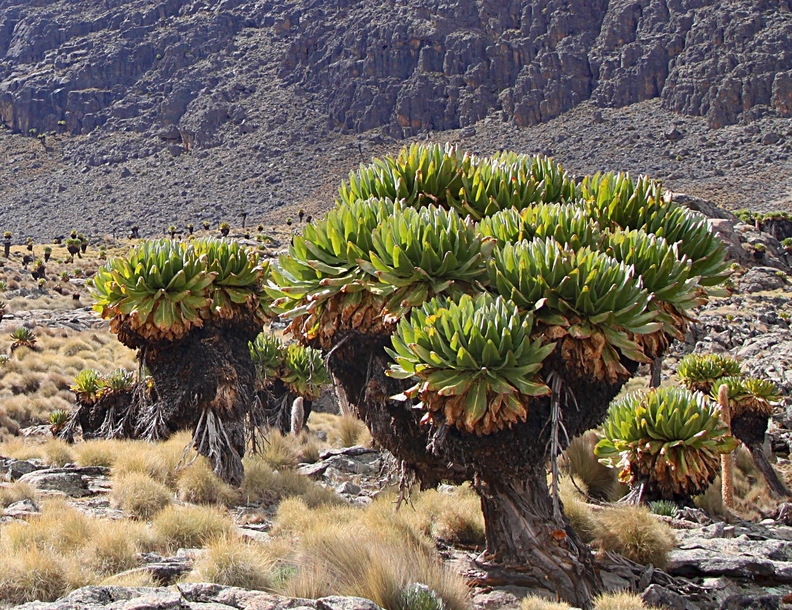 Ecological Importance in the Highland Ecosystem (image credits: wikimedia)