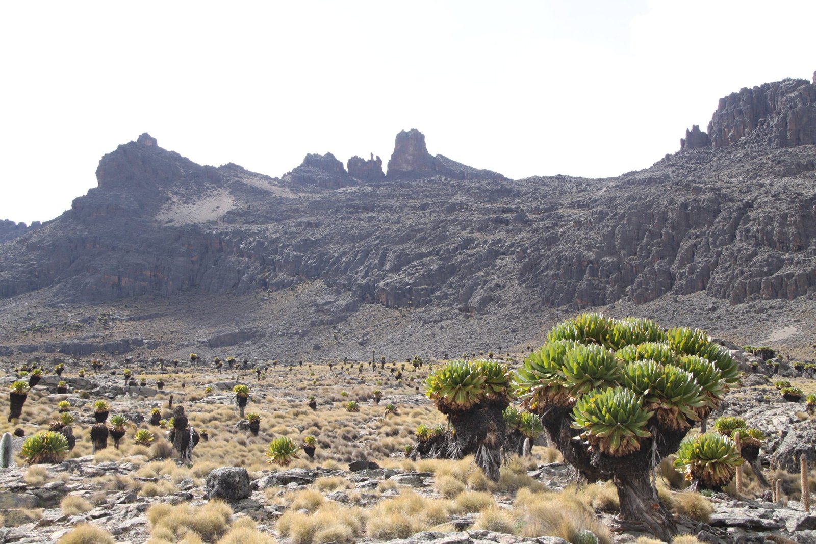 Conservation Efforts: Protecting a Botanical Treasure (image credits: wikimedia)