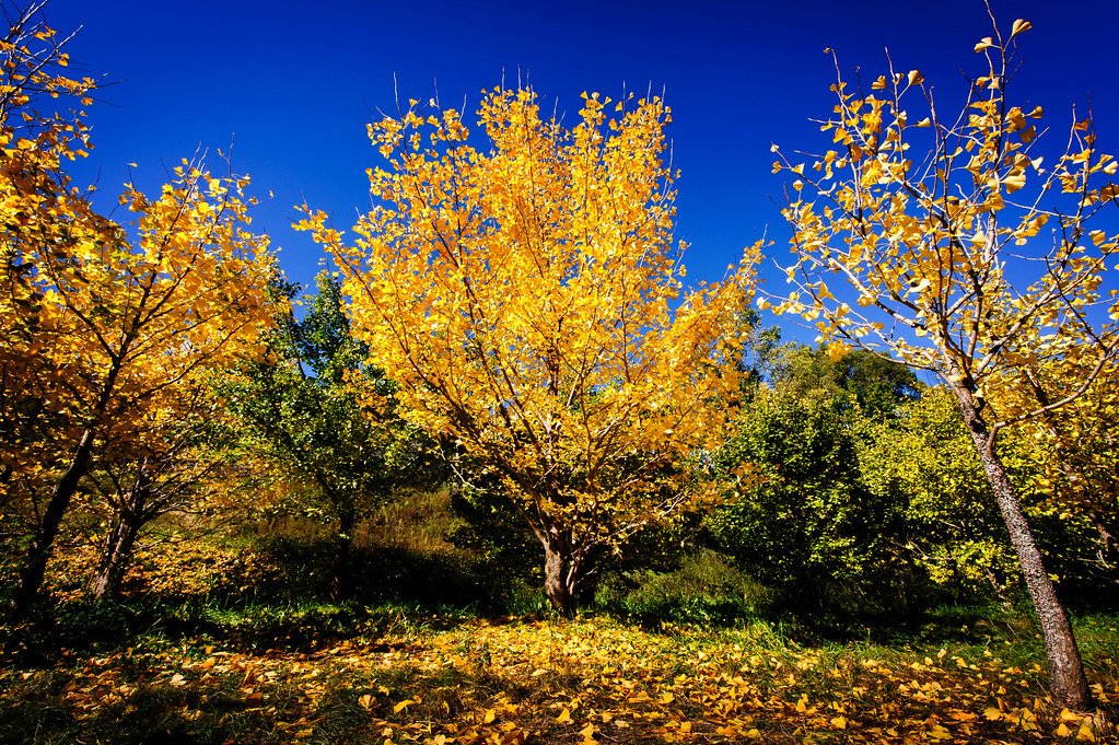 Comparison to Other “Living Fossils” (image credits: flickr)