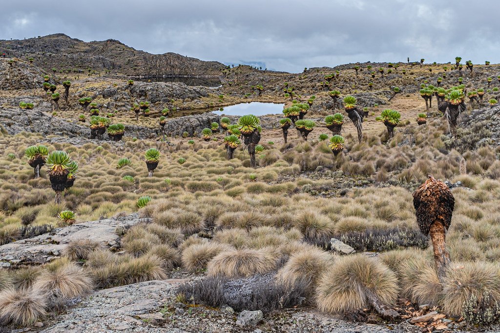 The Future of a Highland Relic (image credits: flickr)
