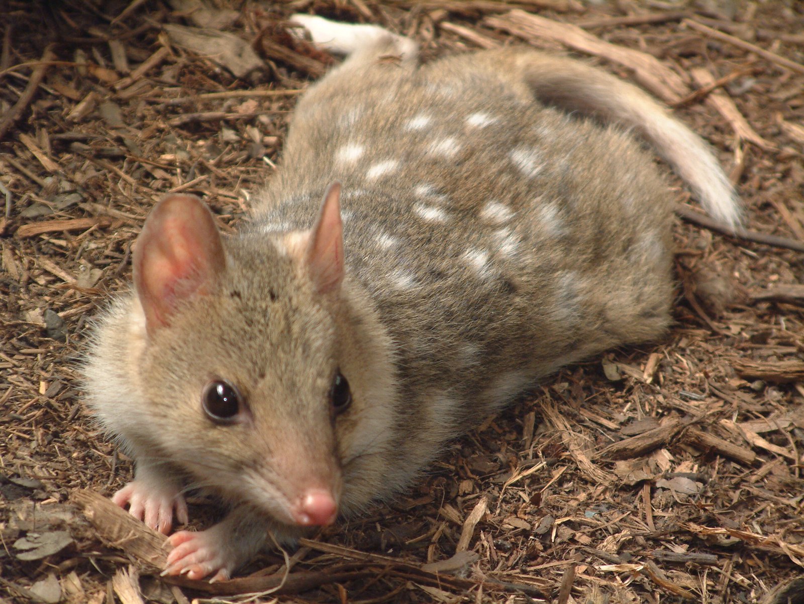 Eastern Quolls: Bringing Back the Shadow Cats (image credits: wikimedia)