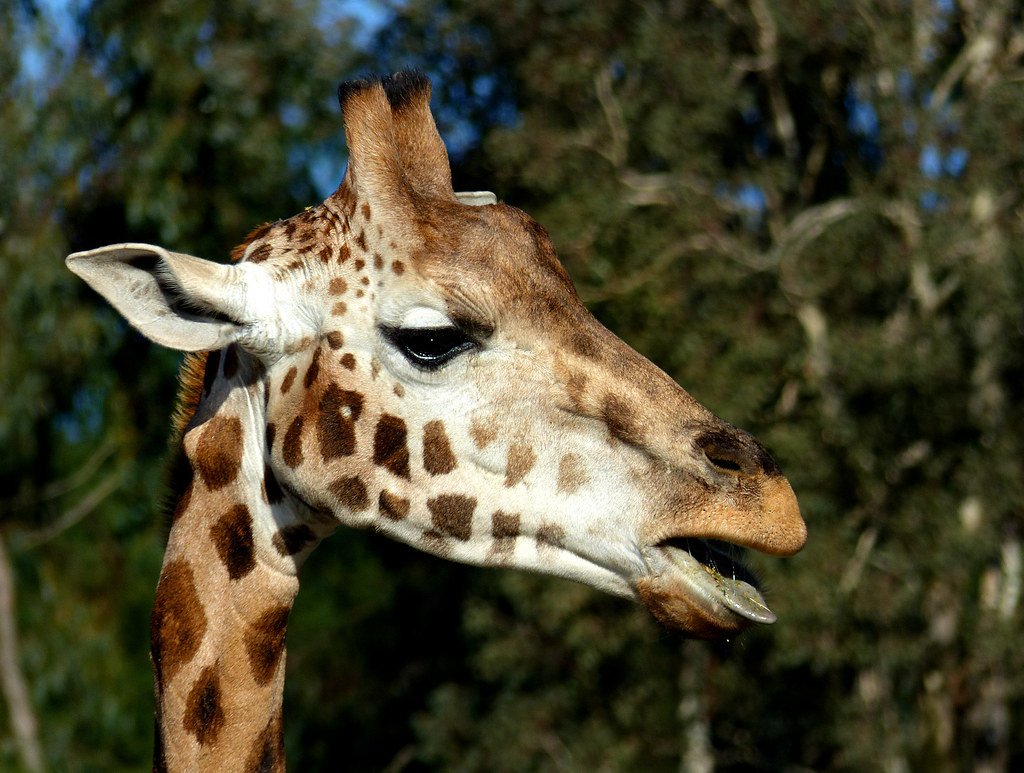 Meet the Mighty Giraffe Heart (image credits: flickr)