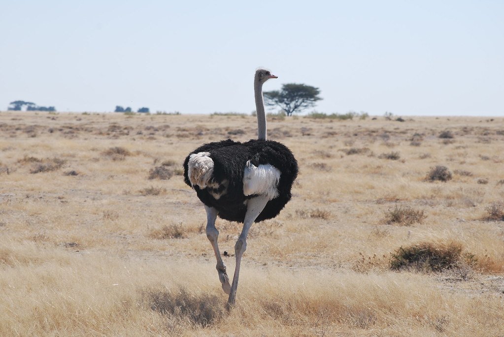 Comparing Giraffes to Other Tall Animals (image credits: flickr)